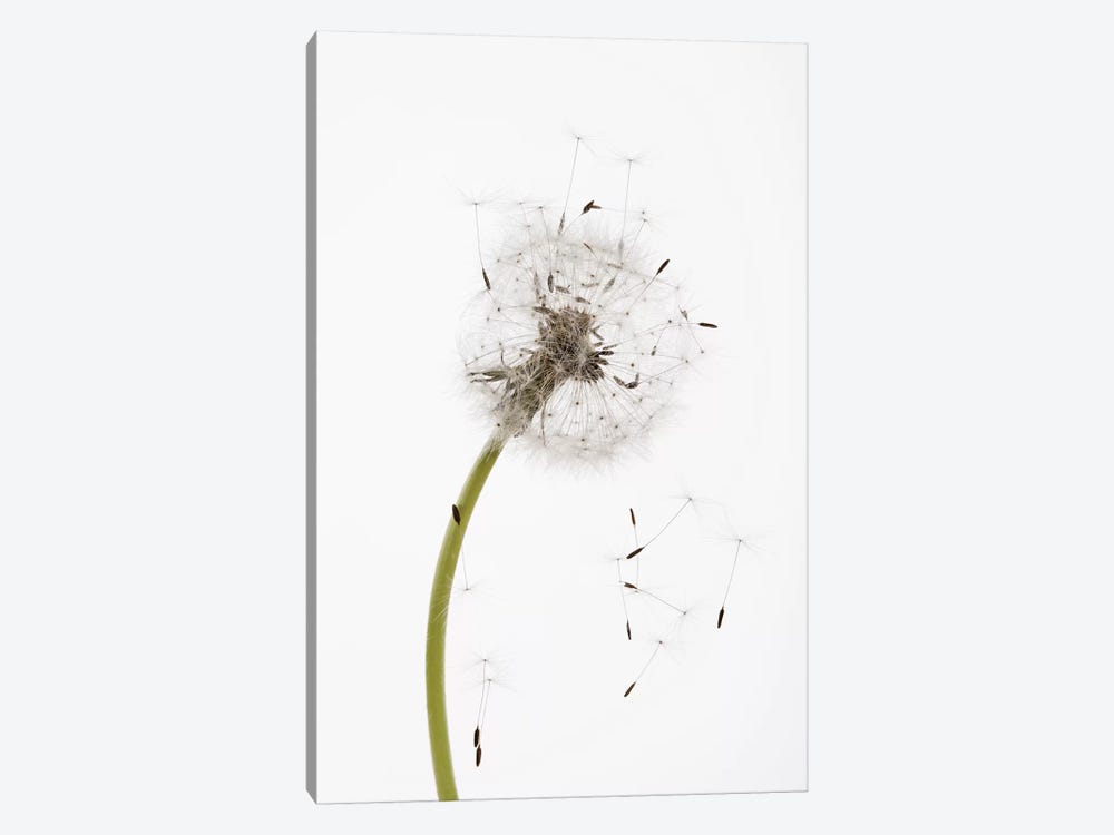 Close-up Dandelion seeds by Panoramic Images 1-piece Canvas Print