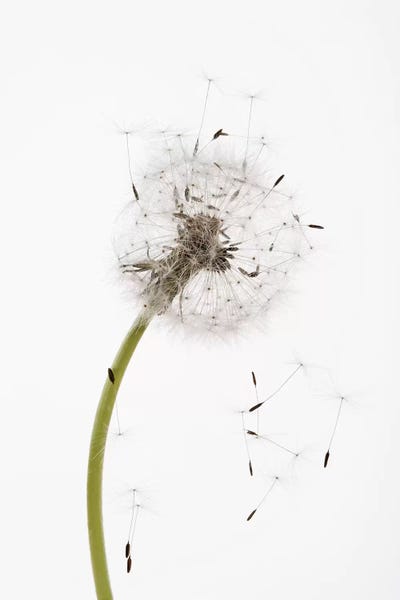 Still Life Photography: Close-up Dandelion Seeds II by Panoramic Images