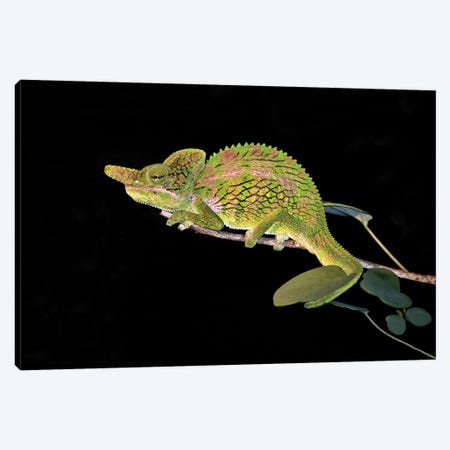 Close-up of a Labord's chameleon , Madagascar Canvas Print #PIM15424} by Panoramic Images Canvas Print