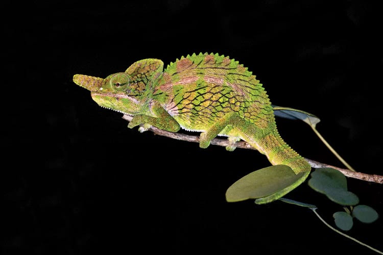 Close-up of a Labord's chameleon , Madagascar