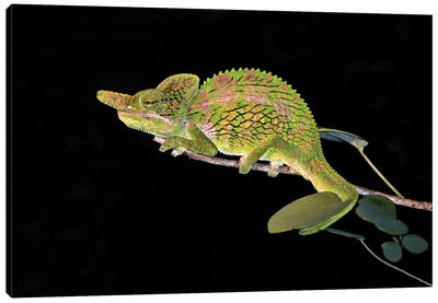 Close-up of a Labord's chameleon , Madagascar Canvas Art Print - Chameleon Art