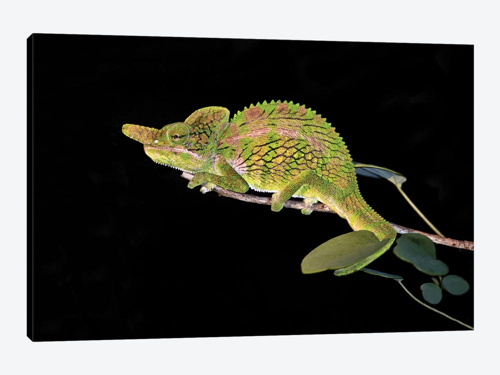 Close-up of a Labord's chameleon , Madagascar by Panoramic Images 1-piece Canvas Print
