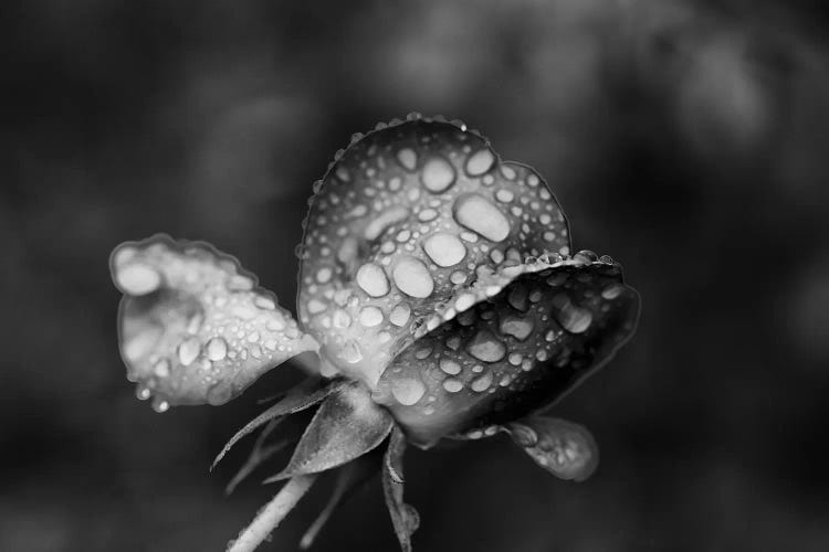 Close-up of a rose, Glendale, Los Angeles County, California, USA by Panoramic Images wall art