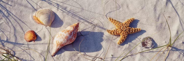 Close-up of a starfish and seashells on the beach, Dauphin Island, Alabama, USA