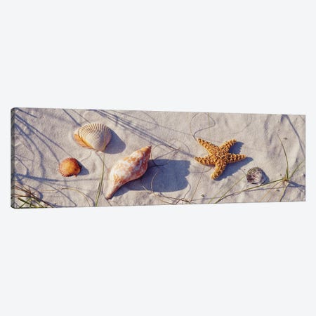 Close-up of a starfish and seashells on the beach, Dauphin Island, Alabama, USA Canvas Print #PIM15426} by Panoramic Images Art Print