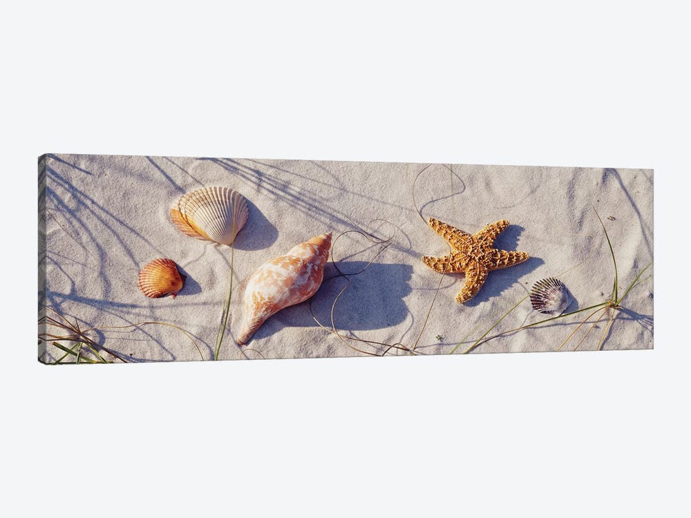 Close-up of a starfish and seashells on the beach, Dauphin Island, Alabama, USA by Panoramic Images 1-piece Canvas Print
