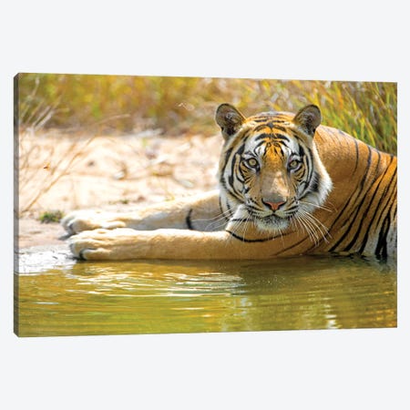 Close-up of Bengal tiger, India Canvas Print #PIM15428} by Panoramic Images Canvas Art