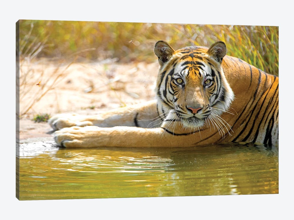 Close-up of Bengal tiger, India by Panoramic Images 1-piece Art Print
