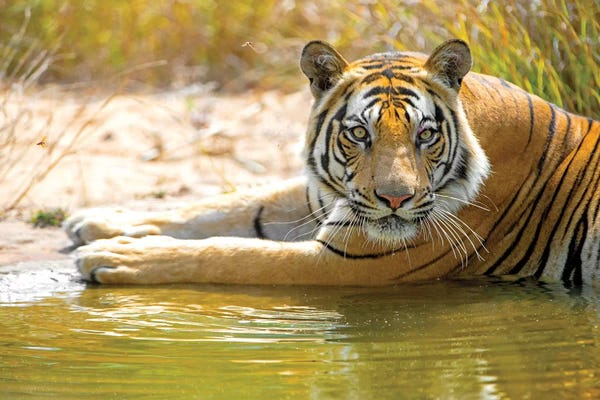 India: Close-up of Bengal tiger, India by Panoramic Images