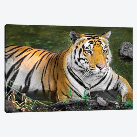 Close-up of Bengal tiger, India Canvas Print #PIM15429} by Panoramic Images Canvas Art