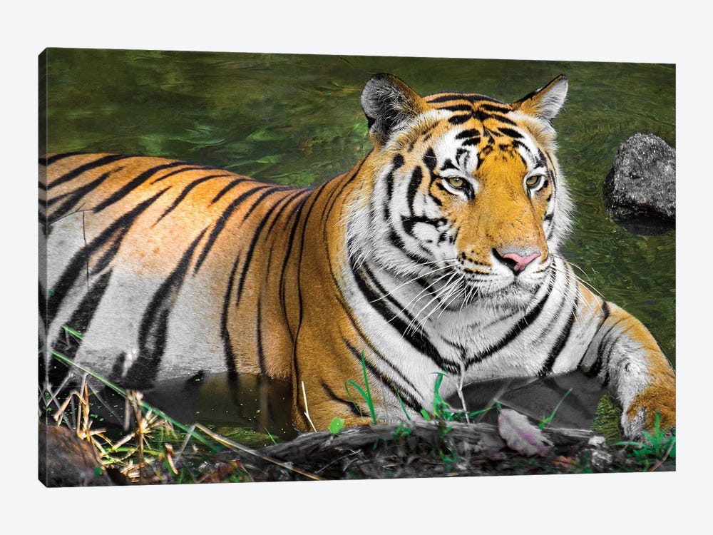 Close-up of Bengal tiger, India 1-piece Canvas Artwork