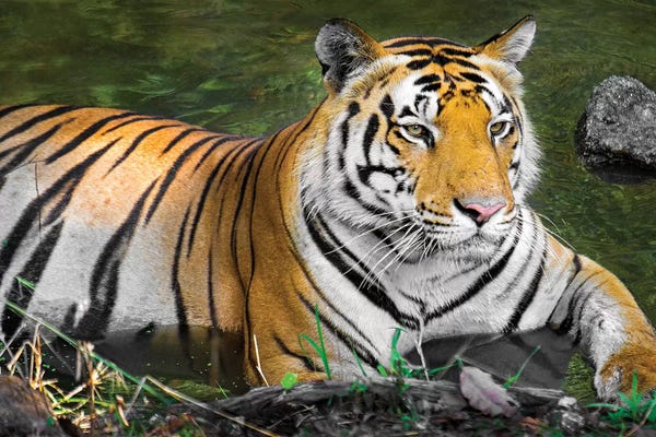 India: Close-up of Bengal tiger, India by Panoramic Images