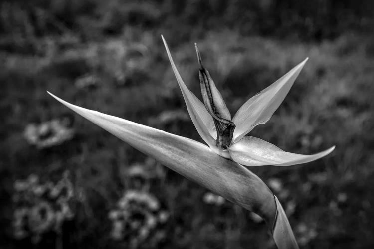 Close-up of Bird Of Paradise flower, California, USA