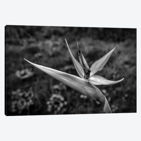 Close-up of Bird Of Paradise flower, California, USA Canvas Print #PIM15430} by Panoramic Images Canvas Print