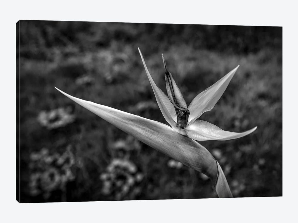 Close-up of Bird Of Paradise flower, California, USA by Panoramic Images 1-piece Canvas Art