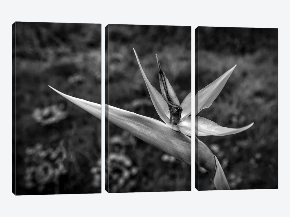 Close-up of Bird Of Paradise flower, California, USA by Panoramic Images 3-piece Canvas Wall Art