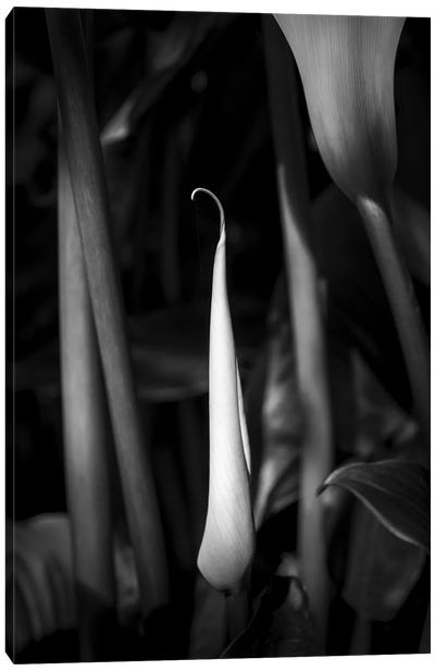 Close-up of Calla lily flower bud, California, USA Canvas Art Print - Lily Art