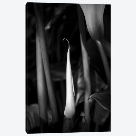 Close-up of Calla lily flower bud, California, USA Canvas Print #PIM15431} by Panoramic Images Art Print