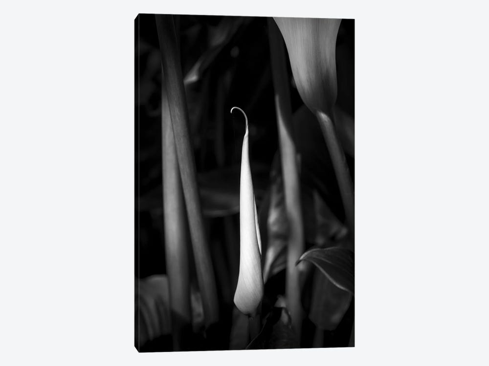 Close-up of Calla lily flower bud, California, USA by Panoramic Images 1-piece Art Print