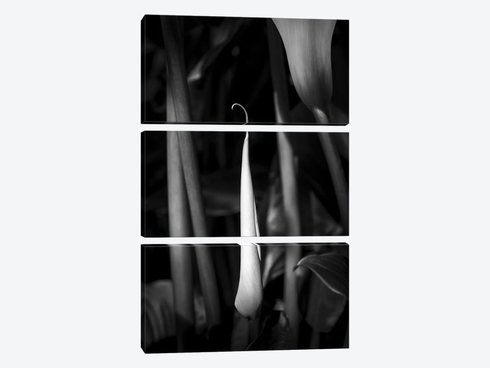 Close-up of Calla lily flower bud, California, USA by Panoramic Images 3-piece Canvas Print