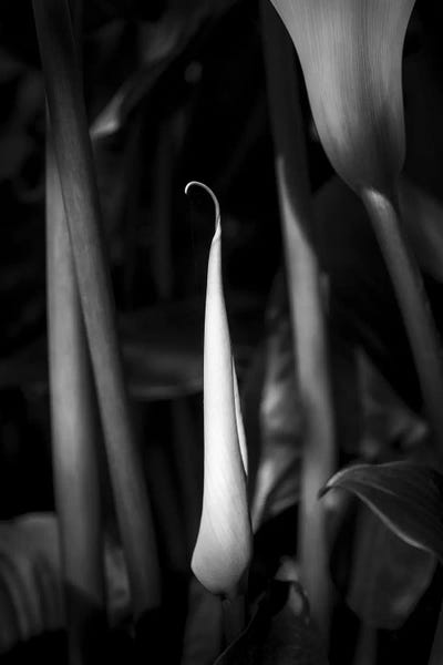 Calla Lilies: Close-up of Calla lily flower bud, California, USA by Panoramic Images
