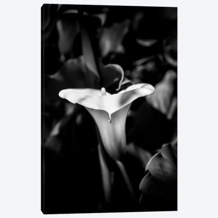 Close-up of Calla lily flower in bloom, California, USA Canvas Print #PIM15432} by Panoramic Images Canvas Art Print
