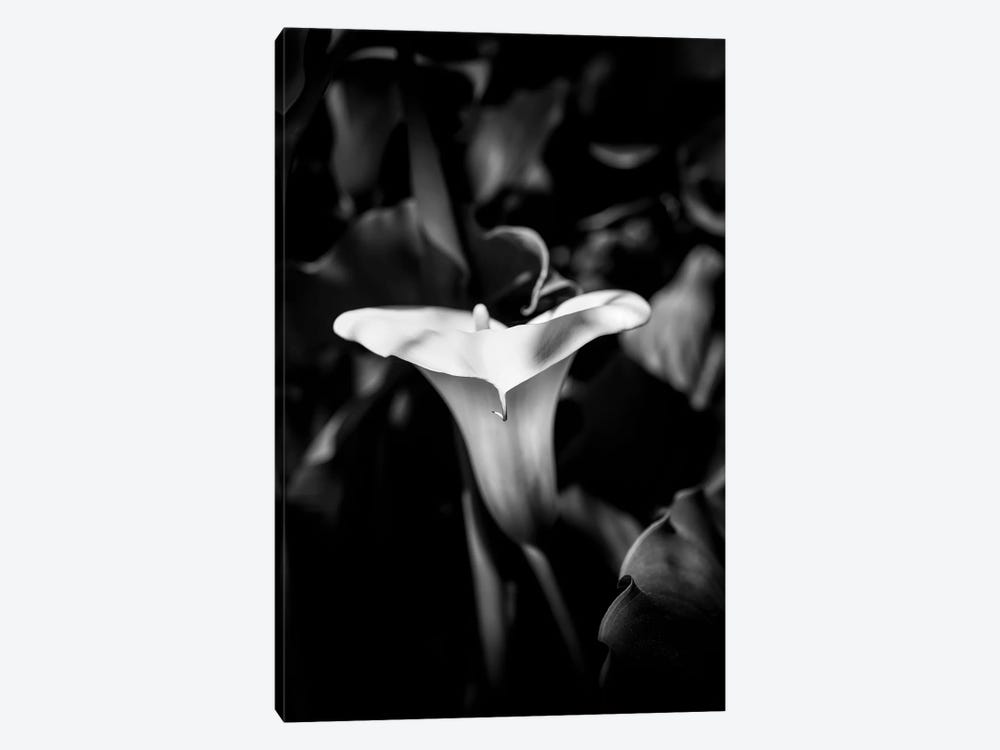 Close-up of Calla lily flower in bloom, California, USA by Panoramic Images 1-piece Canvas Artwork