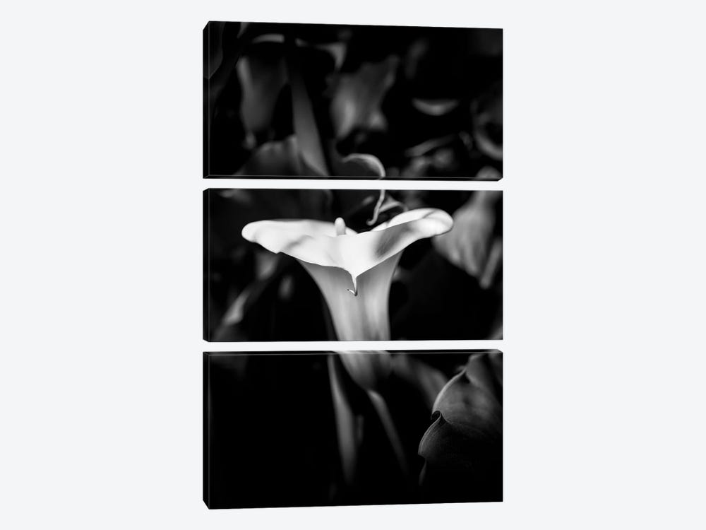 Close-up of Calla lily flower in bloom, California, USA by Panoramic Images 3-piece Canvas Artwork