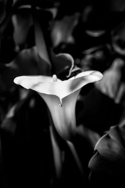 Calla Lilies: Close-up of Calla lily flower in bloom, California, USA by Panoramic Images