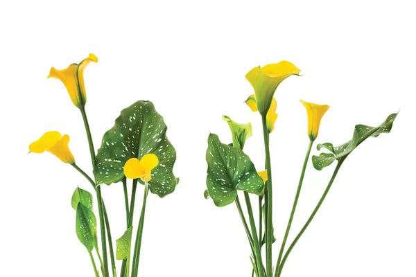 Calla Lilies: Close-up of Calla lily flowers by Panoramic Images