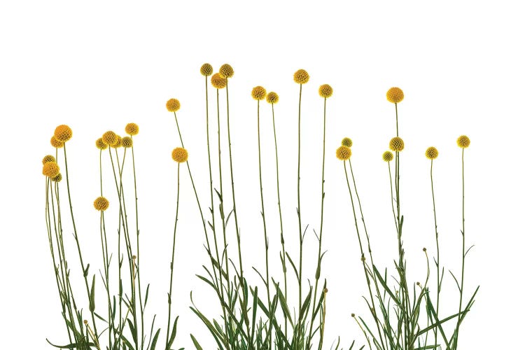 Close-up of Craspedia flowers