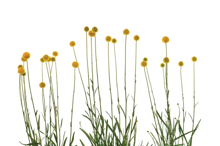 Close-up of Craspedia flowers