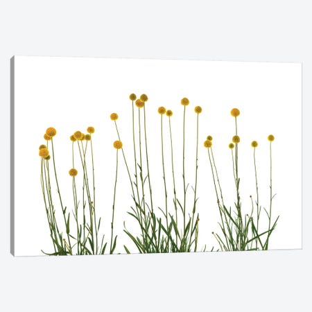 Close-up of Craspedia flowers Canvas Print #PIM15434} by Panoramic Images Canvas Art