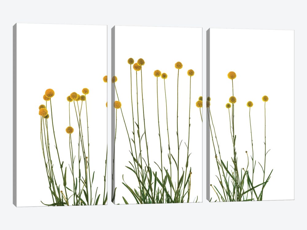 Close-up of Craspedia flowers by Panoramic Images 3-piece Canvas Art