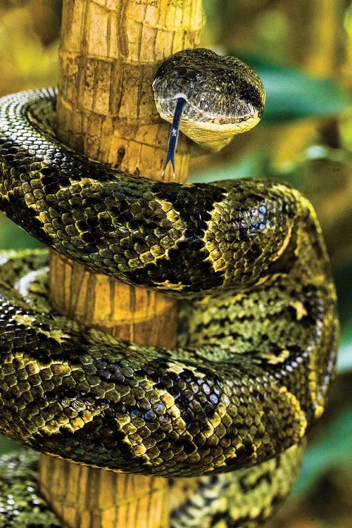 Close-up of Madagascar ground boa , Madagascar