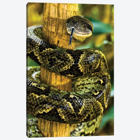 Close-up of Madagascar ground boa , Madagascar Canvas Print #PIM15437} by Panoramic Images Canvas Wall Art