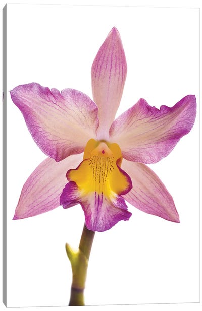 Close-up of Orchid flowers in bloom Canvas Art Print - Orchid Art