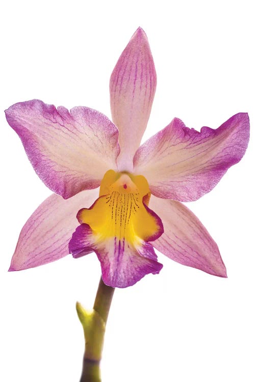 Close-up of Orchid flowers in bloom