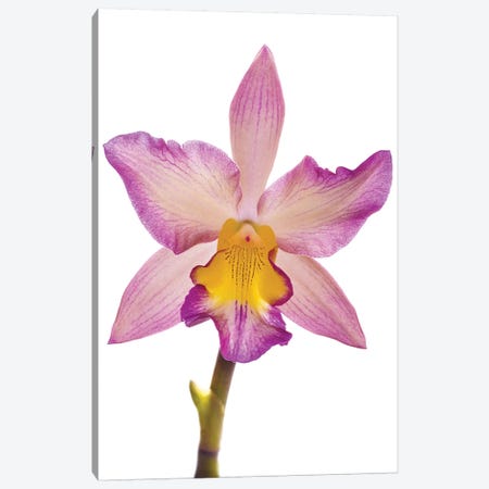 Close-up of Orchid flowers in bloom Canvas Print #PIM15438} by Panoramic Images Art Print