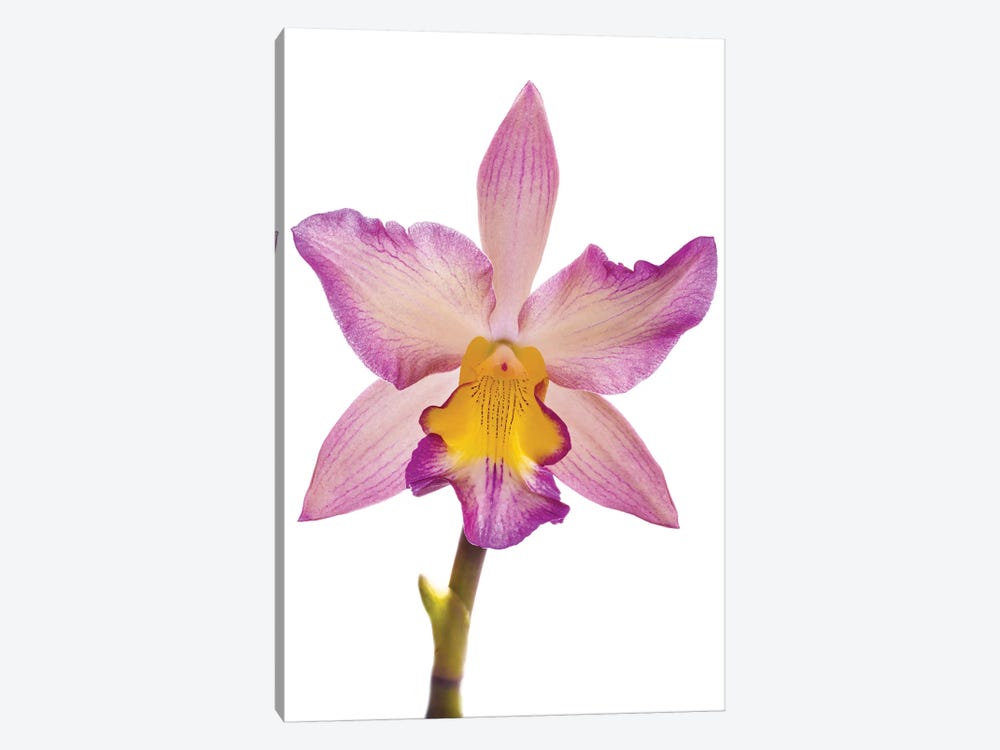 Close-up of Orchid flowers in bloom by Panoramic Images 1-piece Canvas Art