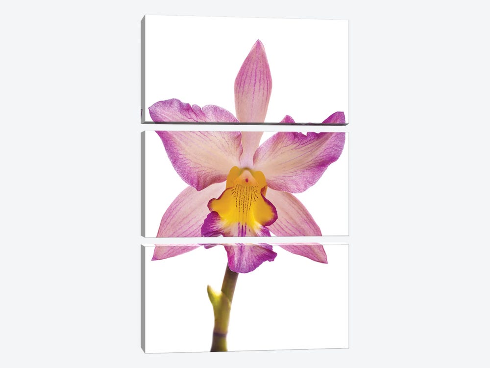 Close-up of Orchid flowers in bloom by Panoramic Images 3-piece Canvas Artwork