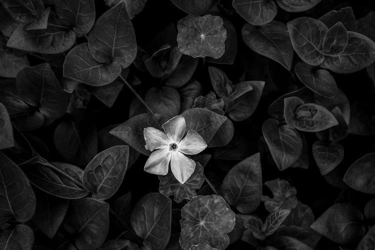 Close-up of Periwinkle flowers, California, USA