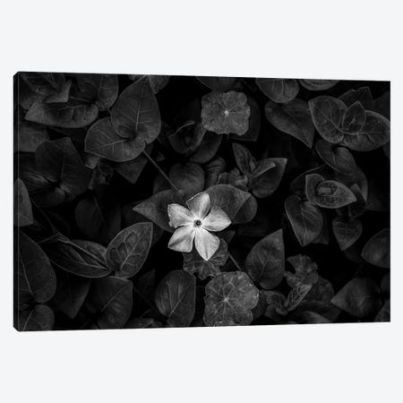 Close-up of Periwinkle flowers, California, USA Canvas Print #PIM15439} by Panoramic Images Canvas Art Print