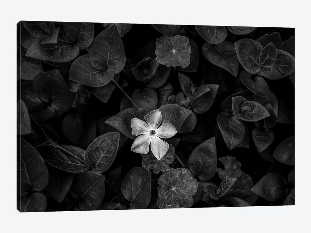 Close-up of Periwinkle flowers, California, USA by Panoramic Images 1-piece Canvas Print