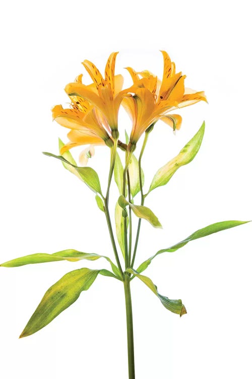 Close-up of Peruvian lily flowers