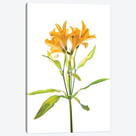Close-up of Peruvian lily flowers Canvas Print #PIM15440} by Panoramic Images Canvas Artwork