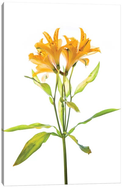 Close-up of Peruvian lily flowers Canvas Art Print - Still Life Photography