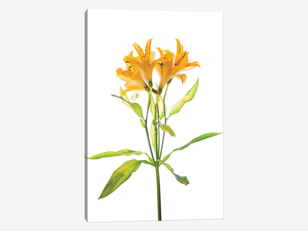 Close-up of Peruvian lily flowers by Panoramic Images 1-piece Art Print