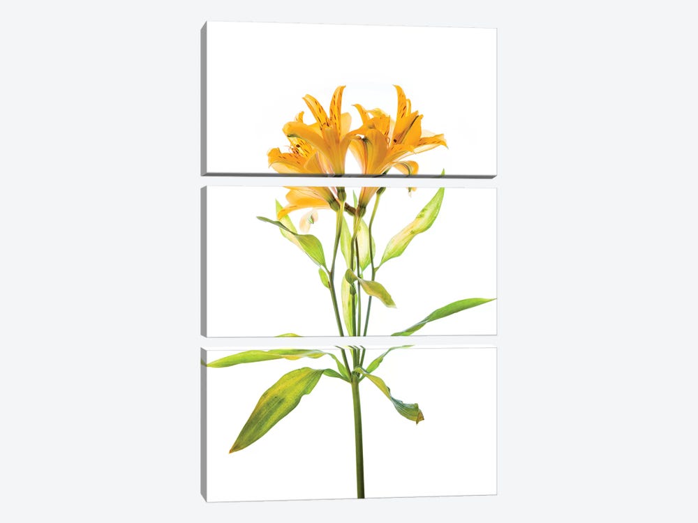 Close-up of Peruvian lily flowers by Panoramic Images 3-piece Art Print