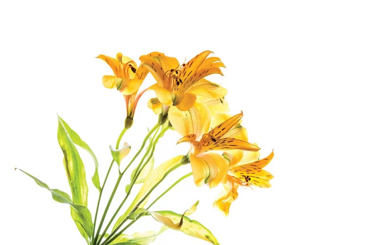 Close-up of Peruvian lily flowers